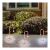 Home CDY3LED Lighted Candy Cane Set in Snowy Garden, Outdoor Christmas Decoration