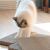 Cat using Navaris cardboard scratching pads