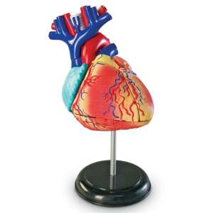 Human heart anatomy model, 29 pieces, Learning Resources - Toy