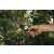Fiskars Solid anvil pruning shears, P361, in use, cutting branches