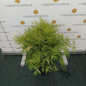 Thuja occidentalis Danica Aurea K3 - Törpe arany gömbtuja