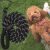 Pa0331 Dog Leash 106424778