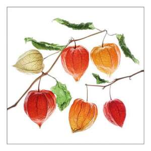 AMB.13317735 Lampion flower papírszalvéta 33x33cm, 20db-os 106791804 - Szalvéta