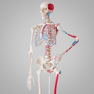 Anatomical Human Skeleton Model 180cm with Muscle and Bone Marking 122113145 - Science & Discovery Toy