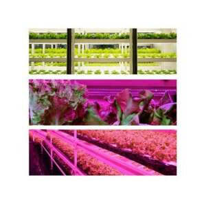 LEDISSIMO GROW növénynevelő lámpák függőleges gazdálkodásban használva - LEDISSIMO