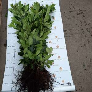 Novita Babérmeggy - Szabadgyökerű - Sövény