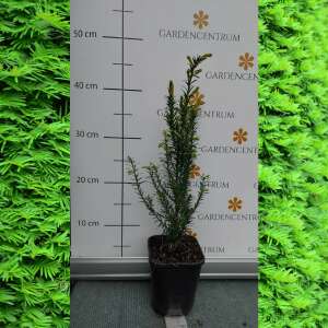 Taxus baccata CS11 - Örökzöld Tiszafa Sövény