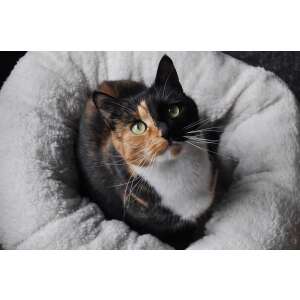 AFP-ALL-FOR-PAWS Báránygyapjú fánkágy TAN, macskaágy, kényelmes és puha - Macska fekhely