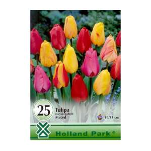 25 darab Darwin Hybrid Mix tulipánhagyma a Holland Park-tól - Virág