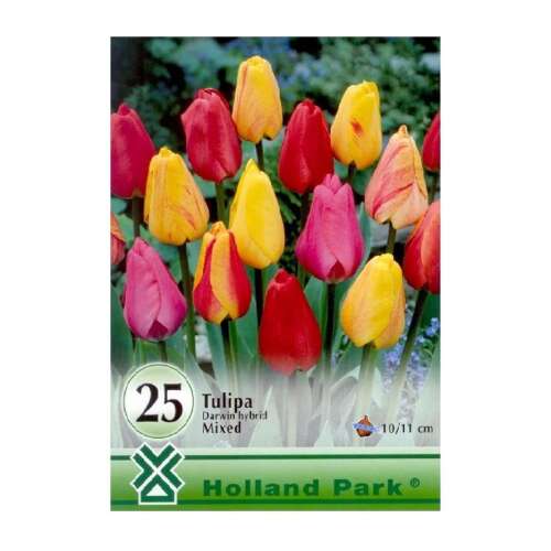 25 darab Darwin Hybrid Mix tulipánhagyma a Holland Park-tól
