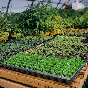 72 Lyukú Palántanevelő Tálca - 10 db 130088165 - Növénytermesztési kellék