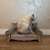 Purlov cat scratching sofa, beige, with cat