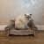 Purlov cat scratching sofa, beige, with cat