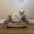 Purlov cat scratching sofa bed with cat
