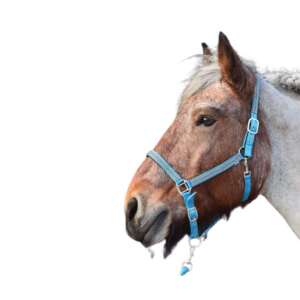 Pure2Improve Fußball-Rebounder-Trainer 45480664 - Reiten