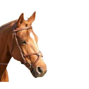 HB Mexikói Kantár - Fehér - Párnázott