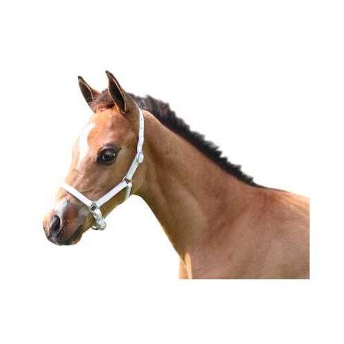 Fehér bőr csikó kötőfék, állítható, fiatal lovak kiképzéséhez
