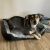 Dog resting comfortably in a Purlov black and grey dog bed.