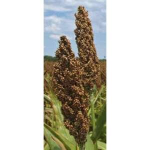 Trópus Mézcirok - kiegészítő eleség díszmadarak részére (120g) 110141158 - Madáreleség