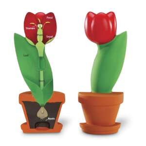 Model de secțiune transversală a florii, Learning Resources, anatomia florii de lalea, jucărie educativă pentru copii, învățare STEM, părți ale plantei, frunză, tulpină, rădăcini, petală, sepală, stamină, pistil - Jocuri stiintifice si exploratori