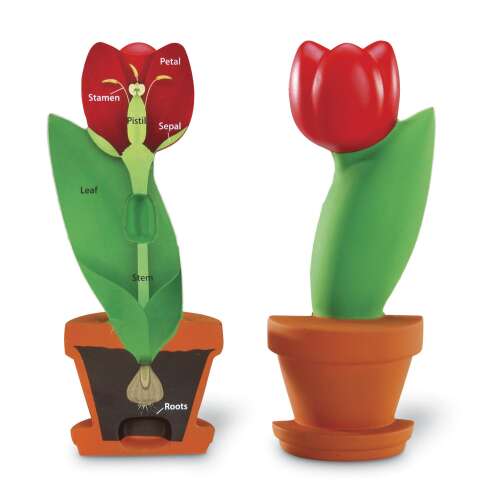 Model de secțiune transversală a florii, Learning Resources, anatomia florii de lalea, jucărie educativă pentru copii, învățare STEM, părți ale plantei, frunză, tulpină, rădăcini, petală, sepală, stamină, pistil