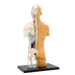 Modelul de anatomie a corpului uman Thames & Kosmos asamblat, prezentând organele interne detaliate și sistemul scheletic din spate. - Jocuri stiintifice si exploratori