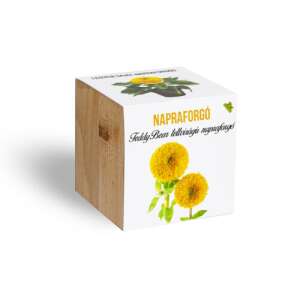 Teddy Bear dwarf sunflower seeds in a wooden cube planter - Flower Seed