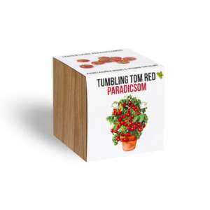 Растение домати Tumbling Tom Red в дървена кубовидна саксия - Растениевъдство