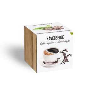 Meine Kaffeestrauchpflanze in einem Holztopf 65549140 - Pflanzenanbau