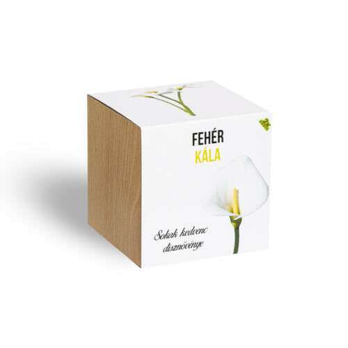 Plantă de cală albă într-un ghiveci cub din lemn