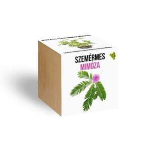 Sensitive Mimosa plant growing kit in wooden cube pot - Flower Seed