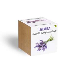 Lavender plant in a wooden cube pot, stress-relieving and mood-boosting - Flower Seed