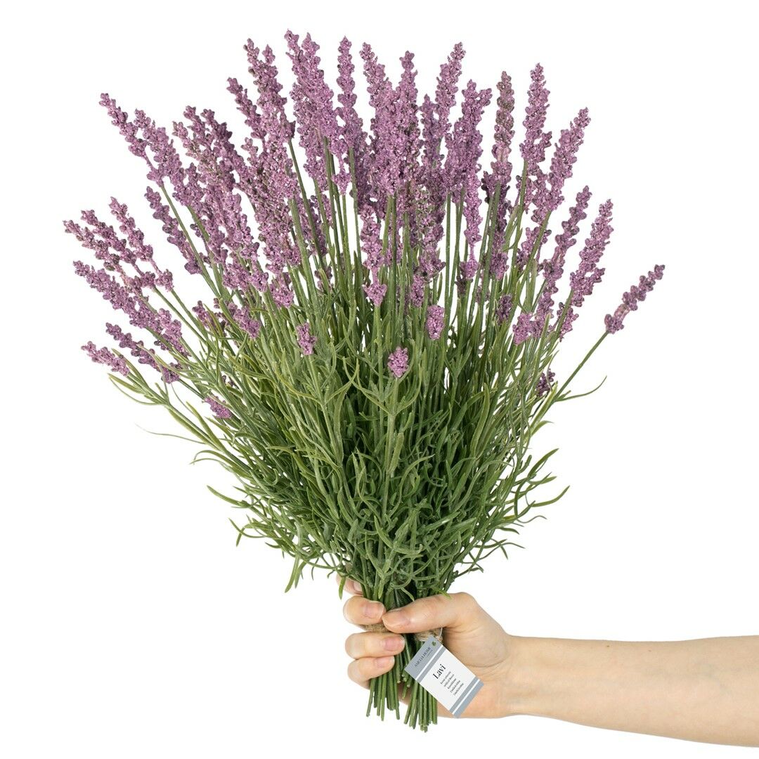 Művirág LAVI lila boho ameliahome
