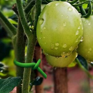 Kinzo Garden kötöződrót paradicsomot rögzít - Kötöző zsinór