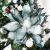 Close-up of a large blue flower ornament on Royal Trees Diamond Fir Christmas Tree