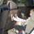 MNC Car Seat Back Protector in Use - Transparent Kick Mat for Kids