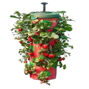 Plantă de căpșuni care crește într-un plantator suspendat - Saci de plantare