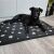 Dog relaxing on Purlov XXL black paw print dog bed