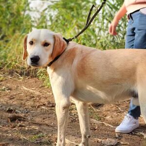 Erős taktikai kutyapóráz fekete nylon kötélnyéllel