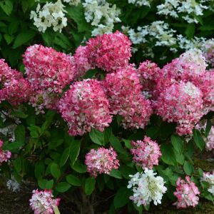Hydrangea paniculata Diamant Rouge K2 - Bugás hortenzia