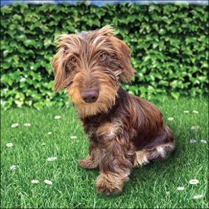 Ambiente Toon papírszalvéta 33x33cm, 20db-os 114225918 - Ambiente