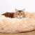 Springos Donut Dog and Cat Bed, Cream, 40 cm, with a Siberian cat relaxing in it