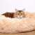 Springos Donut Dog and Cat Bed, Cream, 40 cm, with a Siberian cat relaxing in it