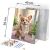 Massido Corgi Dog Paint by Numbers Kit dimensions: 40x50cm