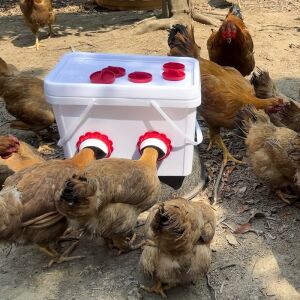 6db-os Esőálló Baromfi Etető Szett Kültéri Használatra 135861909 - Sertés