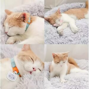 Kollázs egy macskáról, amely kényelmesen alszik egy fánk alakú macskaágyban. - Macska fekhely