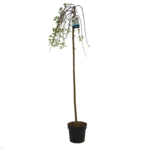 Fűzfa dísznövény, Salix Kilmarnock, magasság 130 cm, mélység 23 cm 115446838