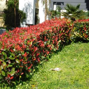 Photinia x fraserii Red Select K2 - Korallberkenye