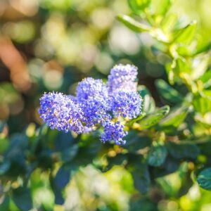 Ceanothus thyrsiflorus.var. repens CS17 - Terülő kék táskavirág