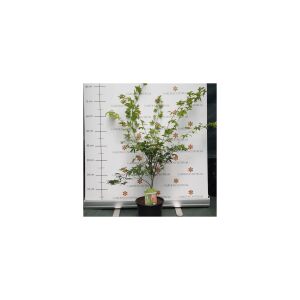 Acer palmatum Green Globe K2 - Japán juhar